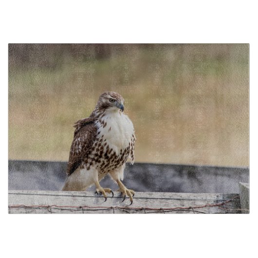 未熟な赤によって後につかれるタカのポートレート カッティングボード (正面)