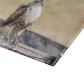 未熟な赤によって後につかれるタカのポートレート カッティングボード (角)