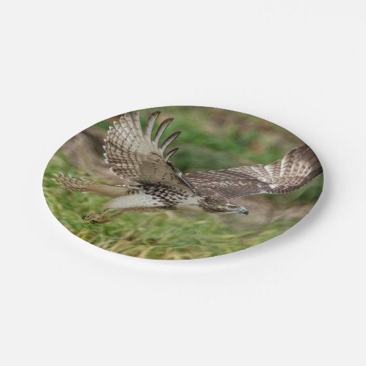 未熟な赤によって後につかれるタカ ペーパープレート (アングル)