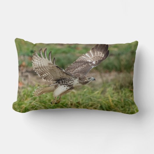 未熟な赤によって後につかれるタカ ランバークッション (正面)