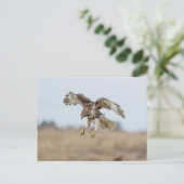 未熟な赤尾の鷹のホバリング ポストカード (スタンド正面)