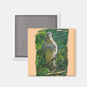 未熟な赤尾タカ調整品目 マグネット (正面/裏面)