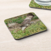 未熟な赤尾タカ コースター (左側)