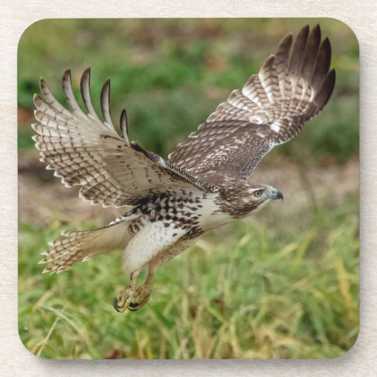 未熟な赤尾タカ コースター (正面)