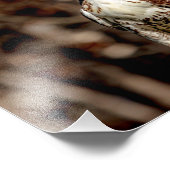 未熟な赤尾タカ フォトプリント (角)