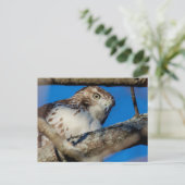 未熟な赤尾タカ ポストカード (スタンド正面)