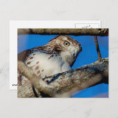 未熟な赤尾タカ ポストカード (正面/裏面)