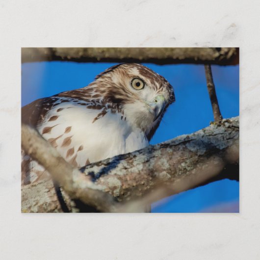 未熟な赤尾タカ ポストカード (正面)