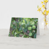 未熟の紫梅 カード (黄色い花)