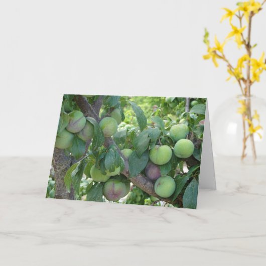 未熟の紫梅 カード (黄色い花)