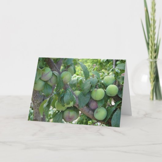 未熟の紫梅 カード (正面)