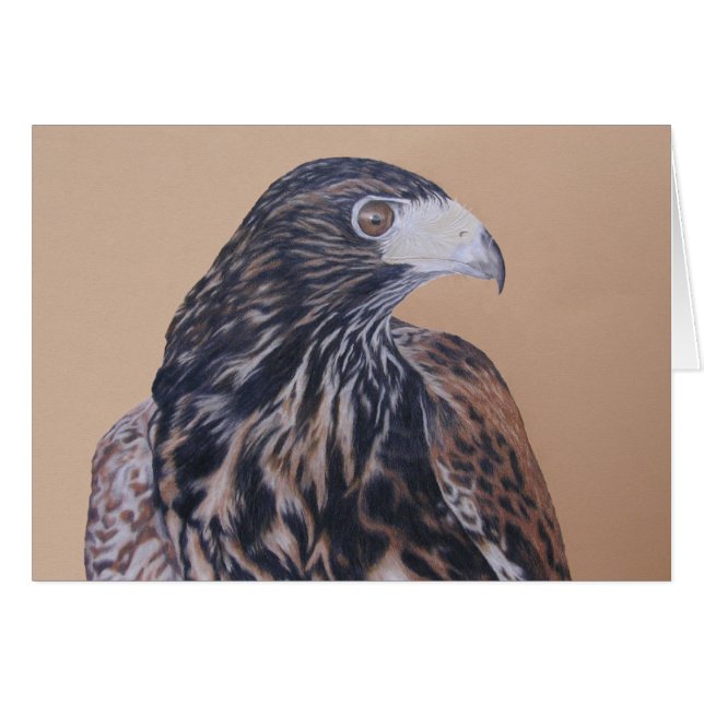 未熟ハリスホーク (正面横)