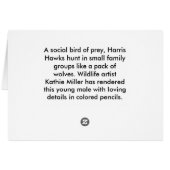 未熟ハリスホーク (裏面横)