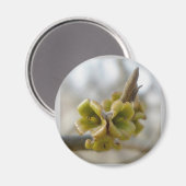 未知の木の花 – Springtime マグネット (正面/裏面)