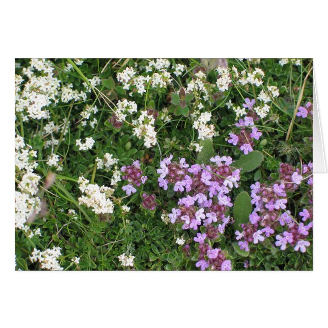 未知の花 (正面横)