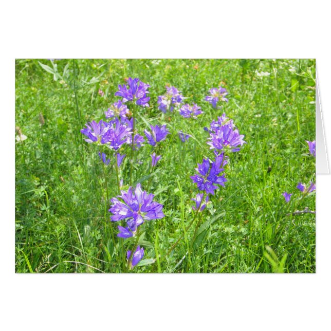 未知の花、Alpe di Siusi、イタリア (正面横)