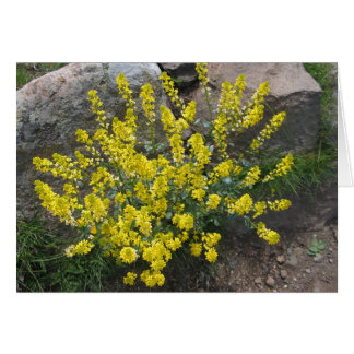 未知の花、Alpe di Siusi、イタリア