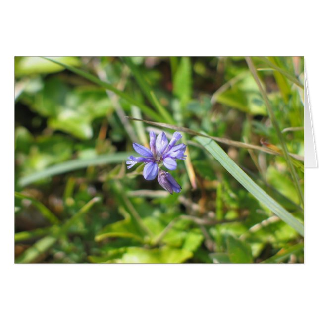 未知の花、Burren、アイルランド (正面横)