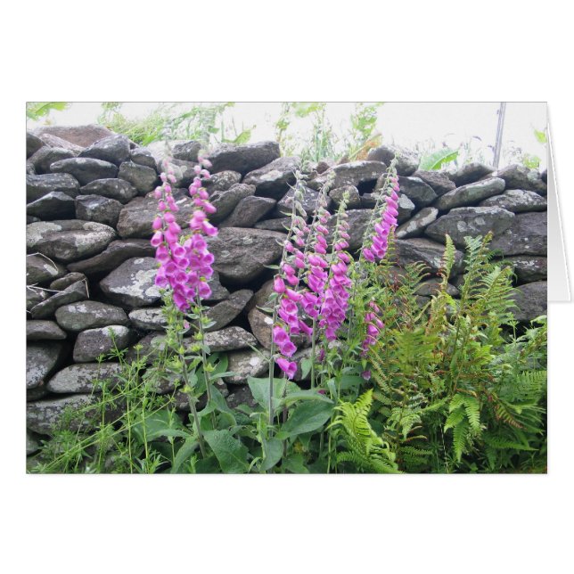 未知の花、Dingle半島、アイルランド (正面横)