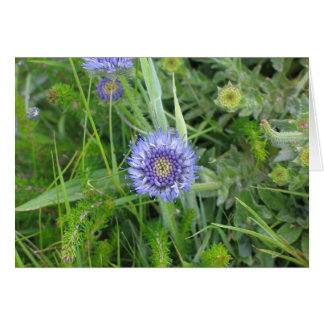 未知の花、Moher、アイルランドの崖