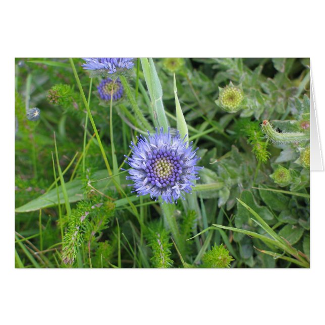 未知の花、Moher、アイルランドの崖 (正面横)