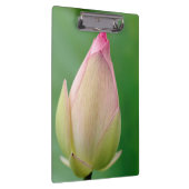 未開のユリの球根、ダーバン植物 クリップボード (右)