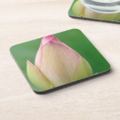 未開のユリの球根、ダーバン植物 コースター (左側)