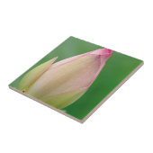 未開のユリの球根、ダーバン植物 タイル (側面)