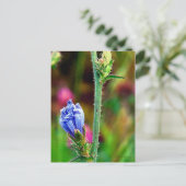 未開封のチコリー ポストカード (スタンド正面)