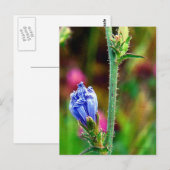 未開封のチコリー ポストカード (正面/裏面)