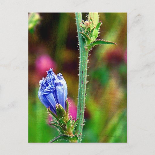 未開封のチコリー ポストカード (正面)