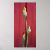 未開封 – 黄 ポスター (正面)