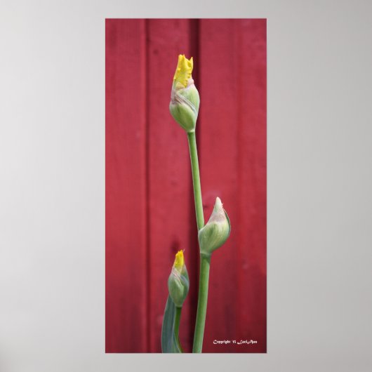 未開封 – 黄 ポスター (正面)