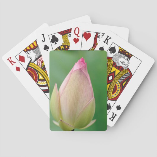 未開水百合球、ダーバン植物学 トランプ (裏面)