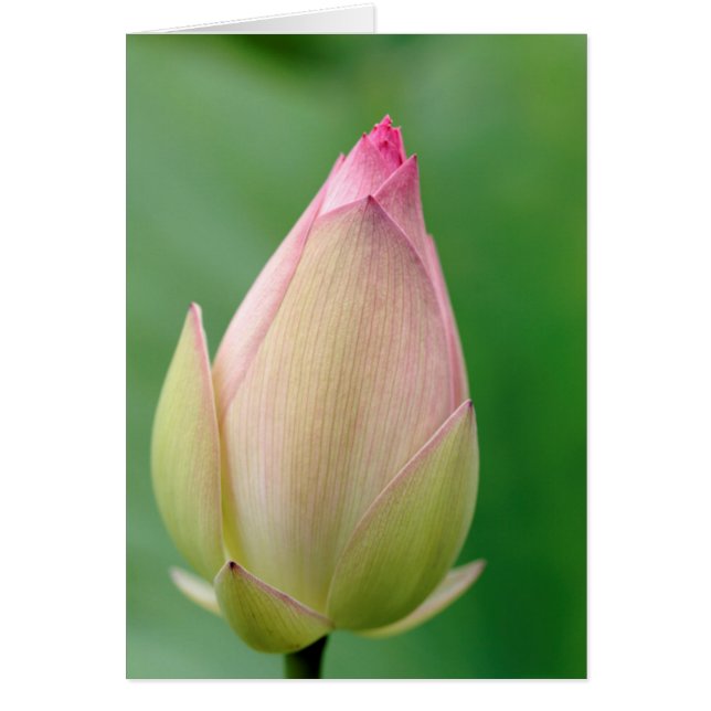 未開花のスイレン球根、ダーバン植物園 (正面)