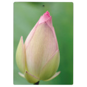 未開花のスイレン球根、ダーバン植物園 クリップボード (裏面)