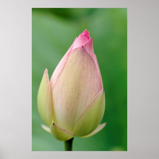 未開花のスイレン球根、ダーバン植物園 ポスター (正面)