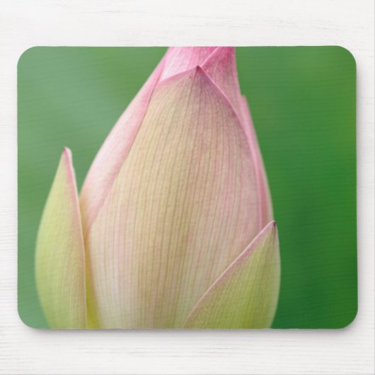 未開花のスイレン 球根、ダーバン植物園 マウスパッド (正面)