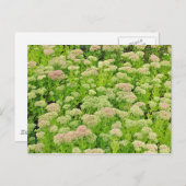 末期はがきのセダム「秋の喜び威厳がある」 ポストカード (正面/裏面)