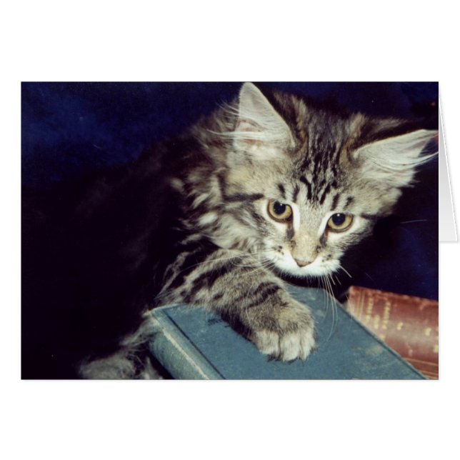 本および猫 (正面横)