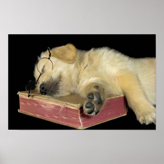 本の上で眠るゴールデンレトリバーの子犬 ポスター (正面)