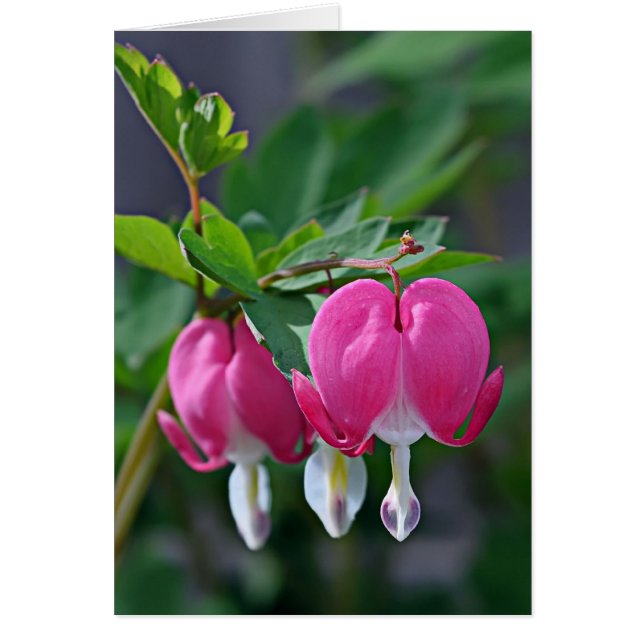 本当のハート (正面)