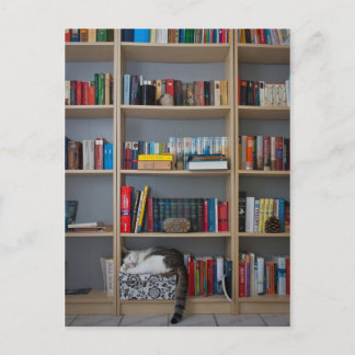 本棚の図書室で寝ている猫 ポストカード