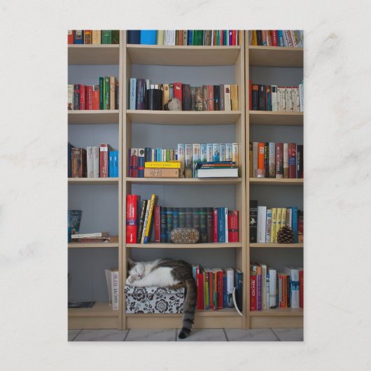 本棚の図書室で寝ている猫 ポストカード (正面)