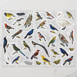本物のヴィンテージ（AIなし）鳥のNewsprint Backgrd