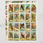 本物(AIではない)のヴィンテージバードトレーディングカード (正面/裏面)