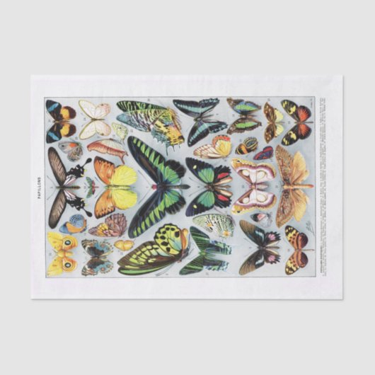 本物（AIではない）のヴィンテージ蝶チャート 薄葉紙 (正面)