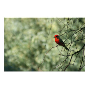 朱色Flycatcher フォトプリント