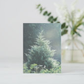 杉の木の葉のポストカード ポストカード (スタンド正面)