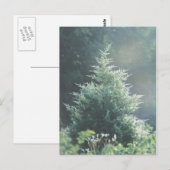 杉の木の葉のポストカード ポストカード (正面/裏面)